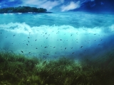 長江魚類資源量呈恢復態(tài)勢，但水生生物多樣性水平較低